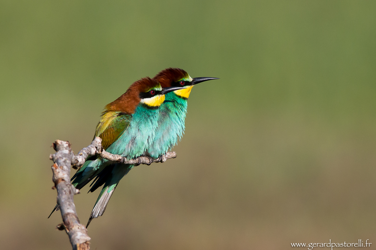 Bee eater 44
